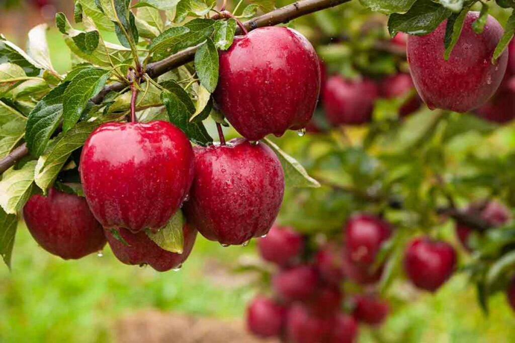 Apple Farming in India A Delectable Harvest Across Different States 