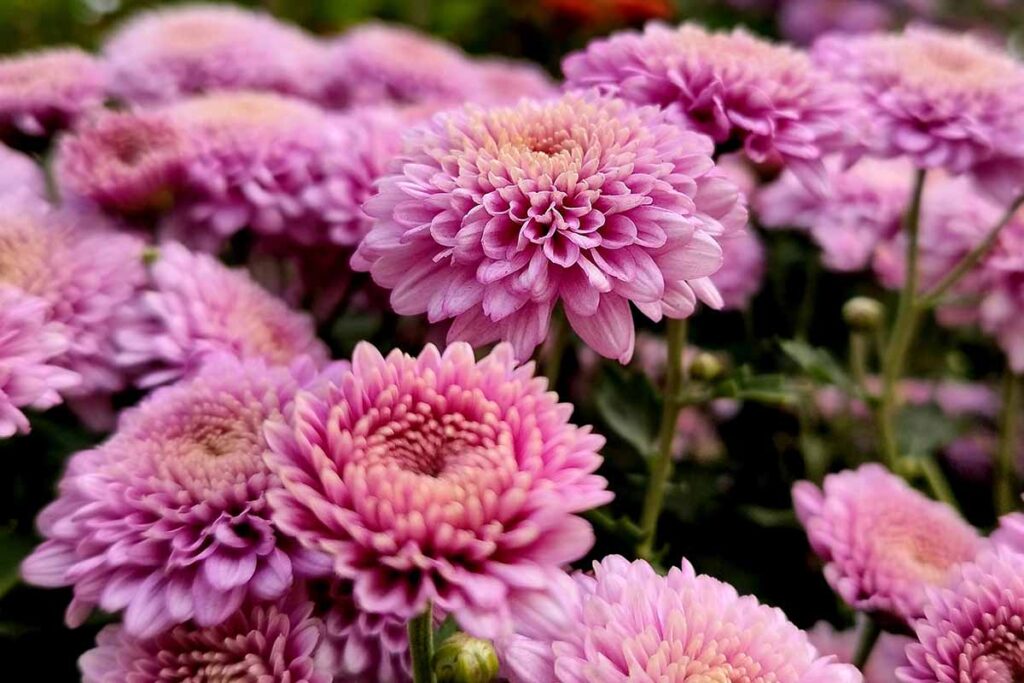 Chrysanthemum